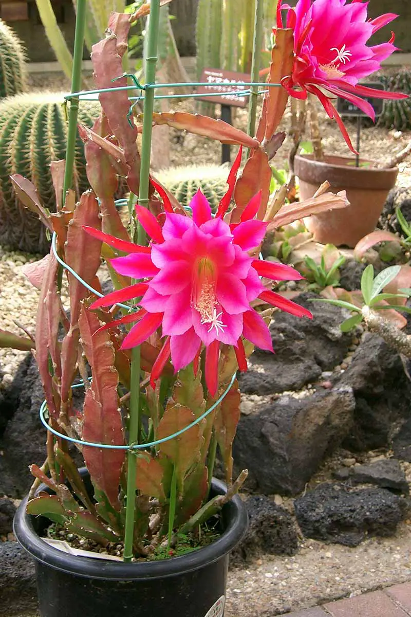 Una imagen vertical de cerca de un cactus orquídea que crece en una maceta con flores de color rosa brillante.
