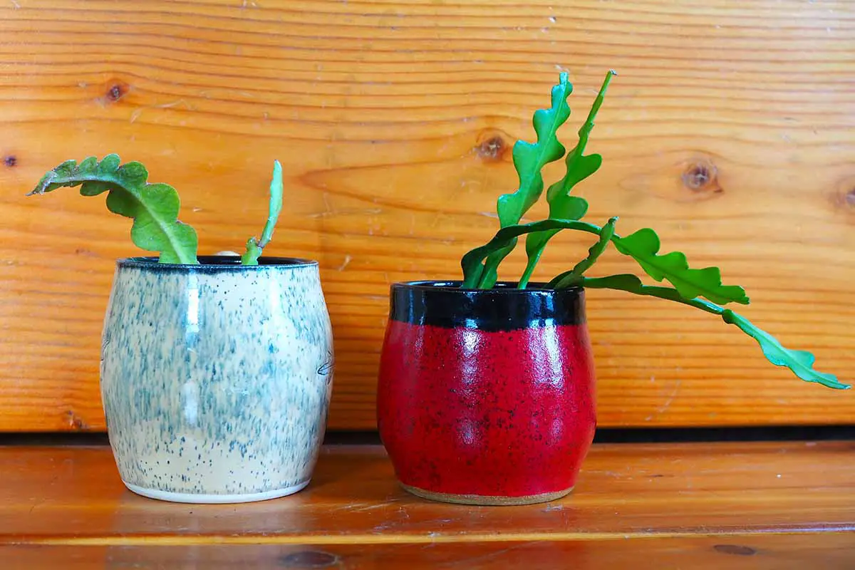 Una imagen horizontal de cerca de dos cactus orquídeas (epiphyllums) que crecen en pequeñas macetas de cerámica.