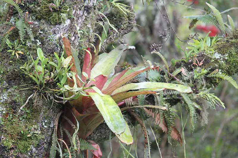 Una imagen horizontal de primer plano de plantas epífitas que crecen al lado de un árbol fotografiado en un fondo de enfoque suave.