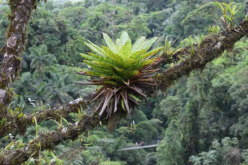 Una imagen horizontal de cerca de una bromelia que crece en la rama de un árbol en una selva tropical.
