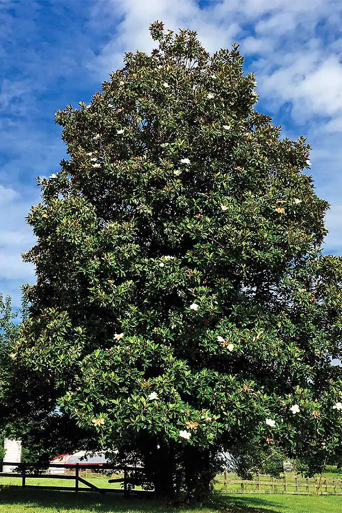 Magnolia del sur (Magnolia grandiflora).