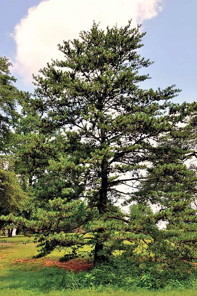 Pino de Virginia (Pinus virginiana).