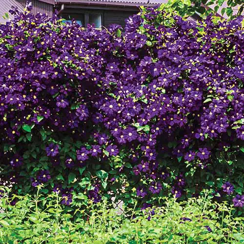 Una gran enredadera de clematis 'Estelle Violette' con cientos de flores violetas que contrastan con las hojas verdes a la luz del sol con una casa al fondo.