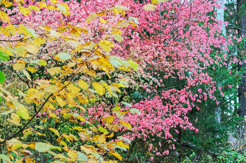 Una imagen horizontal de un arbusto de euónimo verrugoso que se vuelve rojo en el otoño.