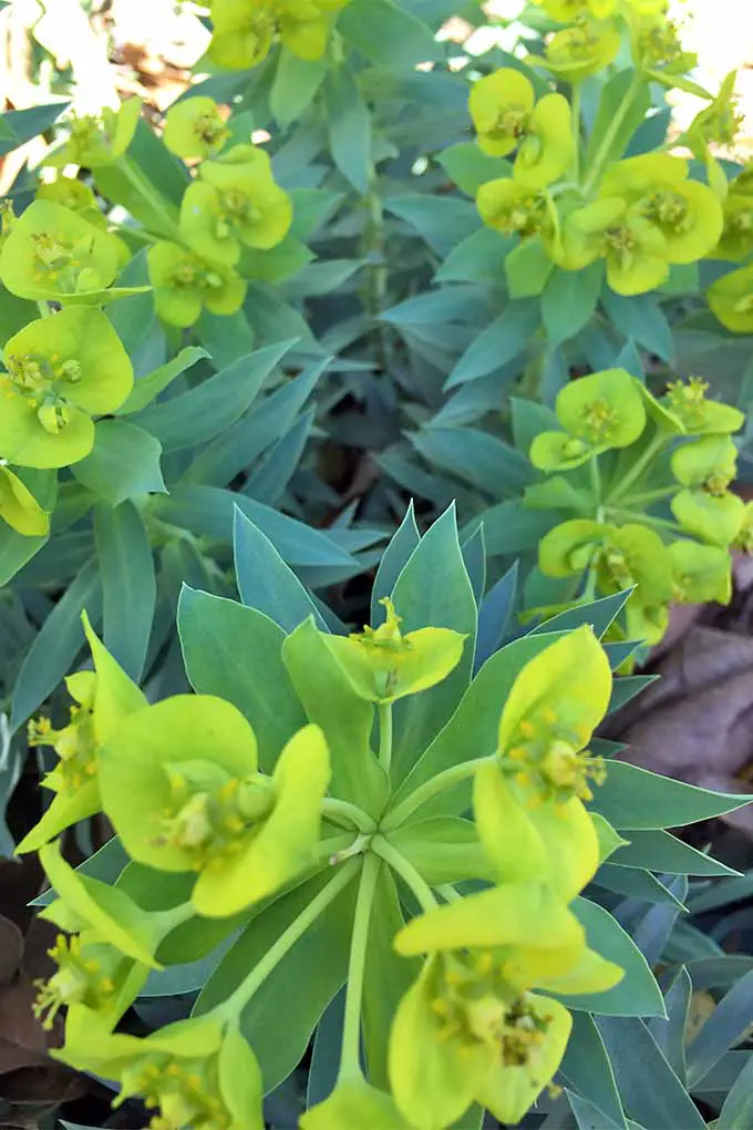 Primer plano de flores de color verde amarillo brillante que florecen en la parte superior de los tallos cubiertos con flores de color verde azulado puntiagudas, en una planta de gopher en el jardín.