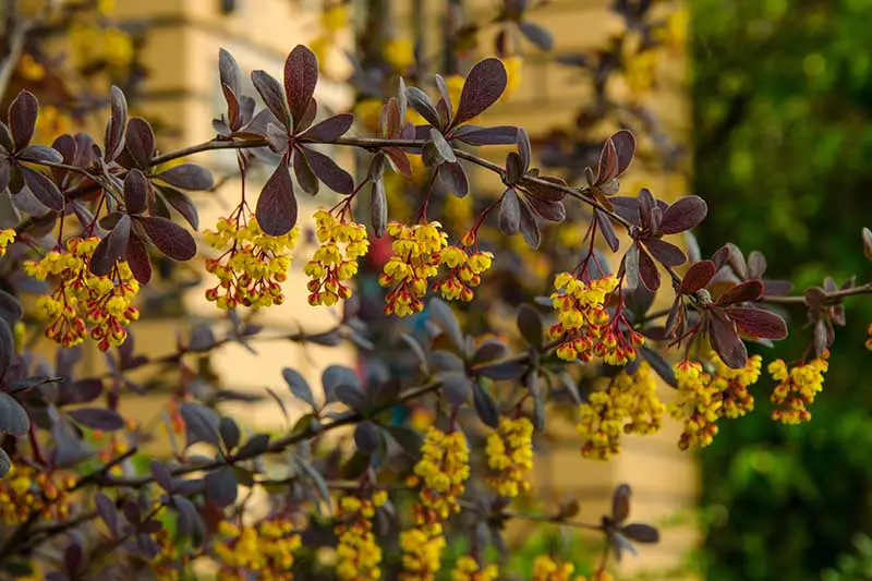 Una imagen horizontal de cerca de una rama de un arbusto Berberis vulgaris cargado de racimos de flores amarillas que contrastan con el follaje rojo oscuro.