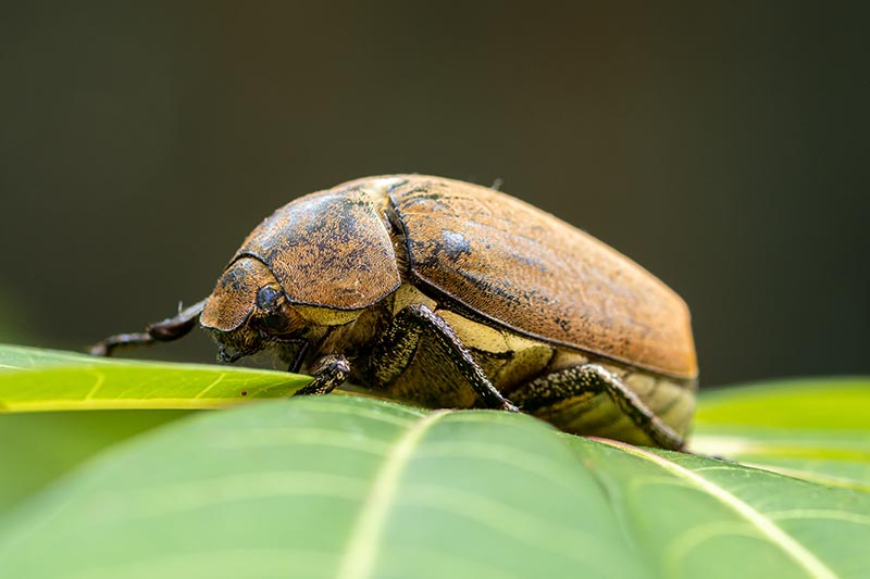 Una imagen horizontal de primer plano de un escarabajo chafer europeo colgando de una hoja verde, fotografiada sobre un fondo oscuro.
