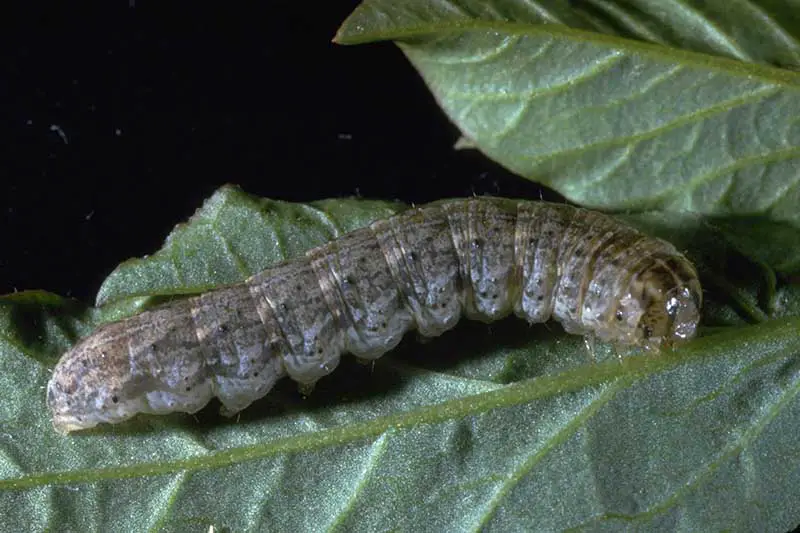Un primer plano de una larva de Euxoa messoria en una hoja verde representada en un fondo de enfoque suave.
