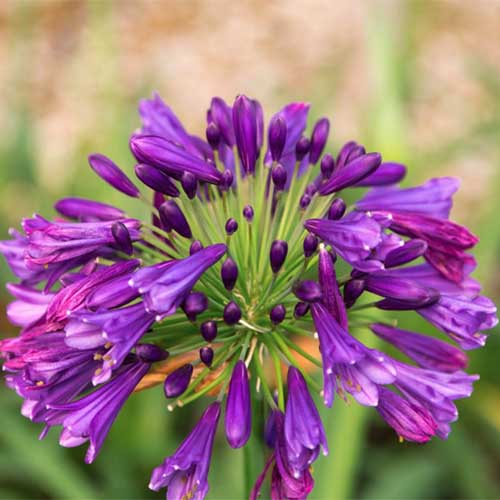 Una imagen cuadrada de primer plano de flores violetas 'Ever Amethyst' que crecen en el jardín representadas en un fondo de enfoque suave.