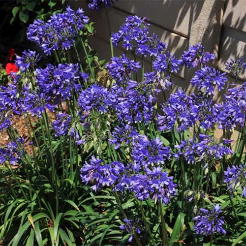 Una imagen cuadrada de primer plano de las flores 'Ever Sapphire' que crecen en un borde de jardín fotografiado bajo el sol brillante con una pared en un enfoque suave en el fondo.