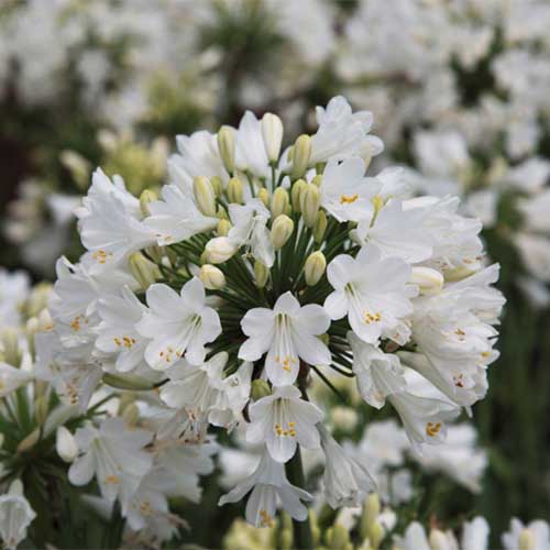 Una imagen cuadrada de primer plano de una flor blanca 'Ever White' que crece en el jardín representada en un fondo de enfoque suave.