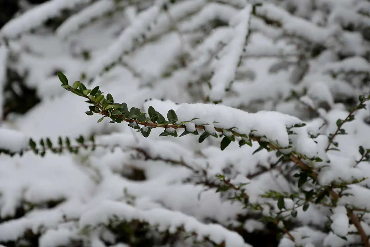 Una imagen horizontal de primer plano de ramas perennes cubiertas de nieve en invierno.
