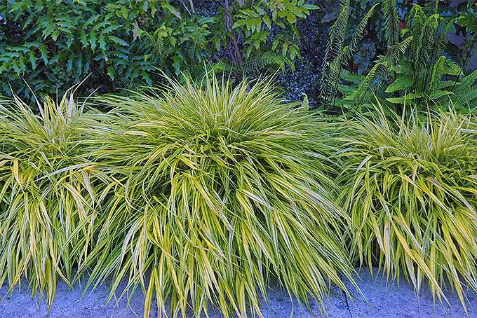 Una hierba ornamental de estilo amontonado que crece como un borde a lo largo de un camino de grava.