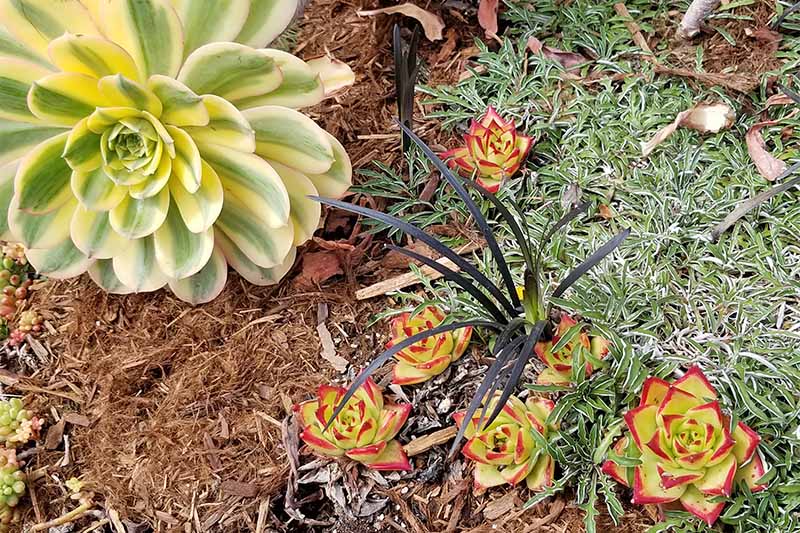 Suculentas abigarradas de color amarillo y verde, y verde claro con punta roja, que crecen con otras plantas en un lecho de jardín cubierto con mantillo marrón.