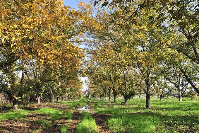 Árboles de pacana en otoño con hojas que cambian a tonos amarillos y dorados, con suelo marrón y hierba verde, y cielo azul en el fondo.