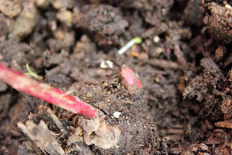 Una imagen horizontal de primer plano de la raíz tuberosa de una planta de peonía que muestra los ojos rojos donde comienza el crecimiento.