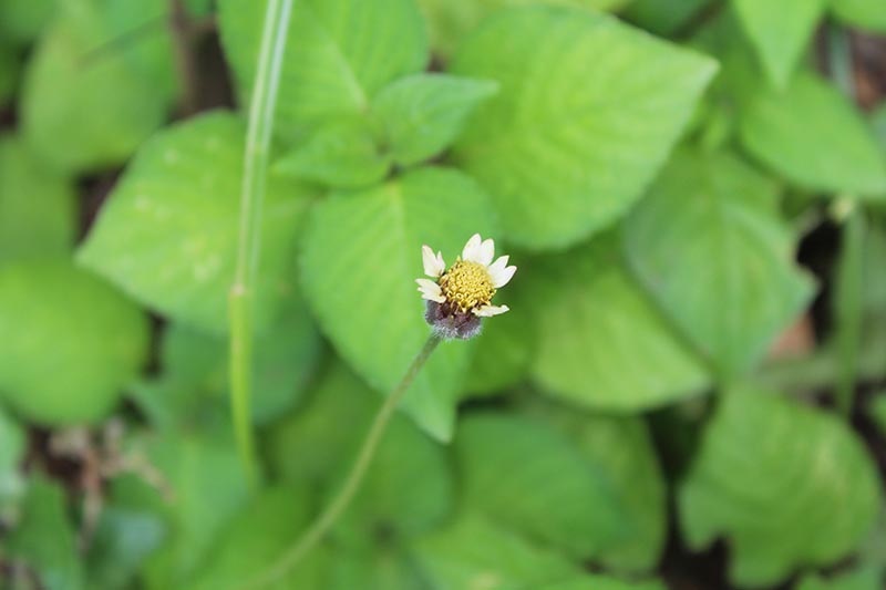 Una imagen horizontal de primer plano de una flor de Bidens que se desvanece con follaje en un enfoque suave en el fondo.