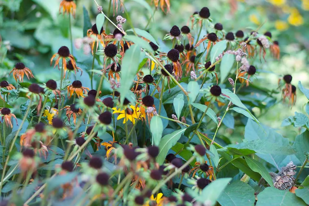 Una imagen horizontal de primer plano de cabezas de semillas de Susan de ojos negros y flores descoloridas en un borde de jardín.