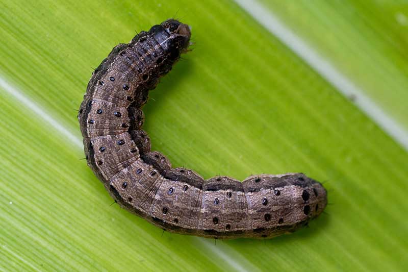 Una imagen horizontal de primer plano de un gusano cogollero en la superficie de una hoja verde.