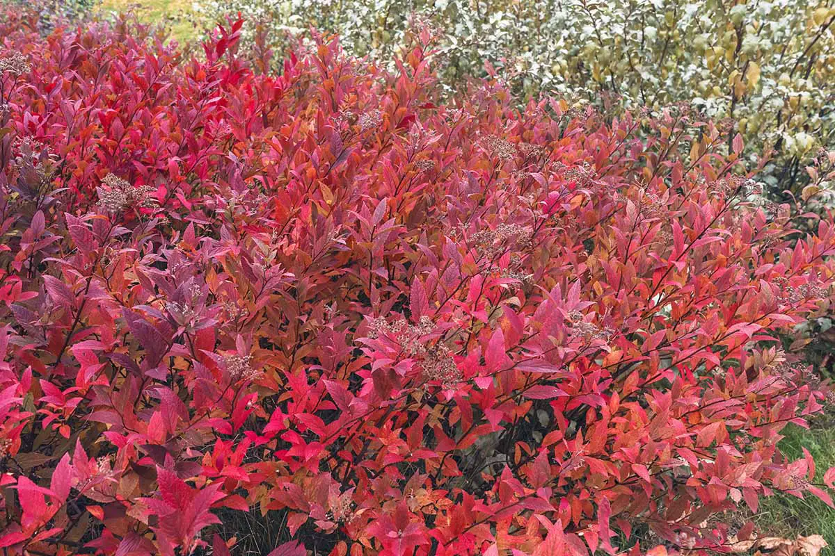 Una imagen horizontal de primer plano del follaje de otoño rojo brillante de Spiraea japonica que crece en el jardín.