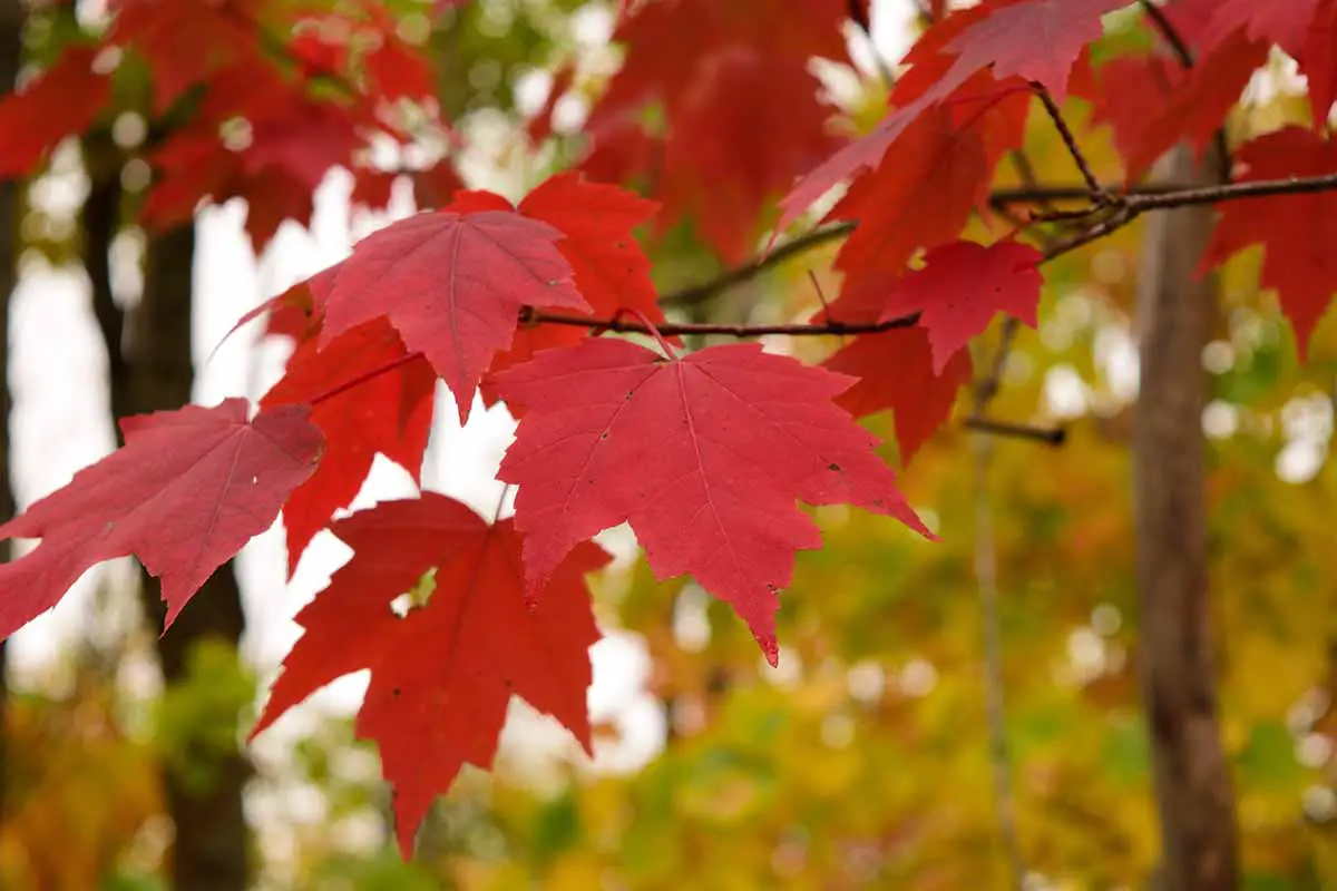 Una imagen horizontal de primer plano del color de otoño de un árbol de arce rojo.