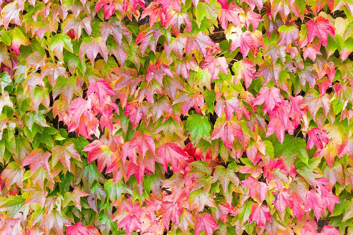 Una imagen horizontal de primer plano del follaje de la hiedra de Boston que cambia de color en el otoño.