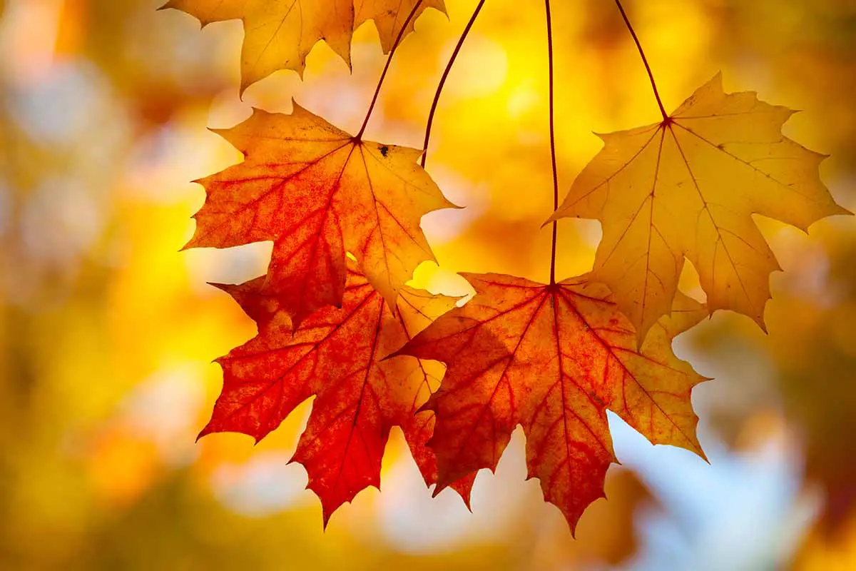 Una imagen horizontal de primer plano de las hojas de arce azucarero en otoño, fotografiada bajo el sol de la tarde.