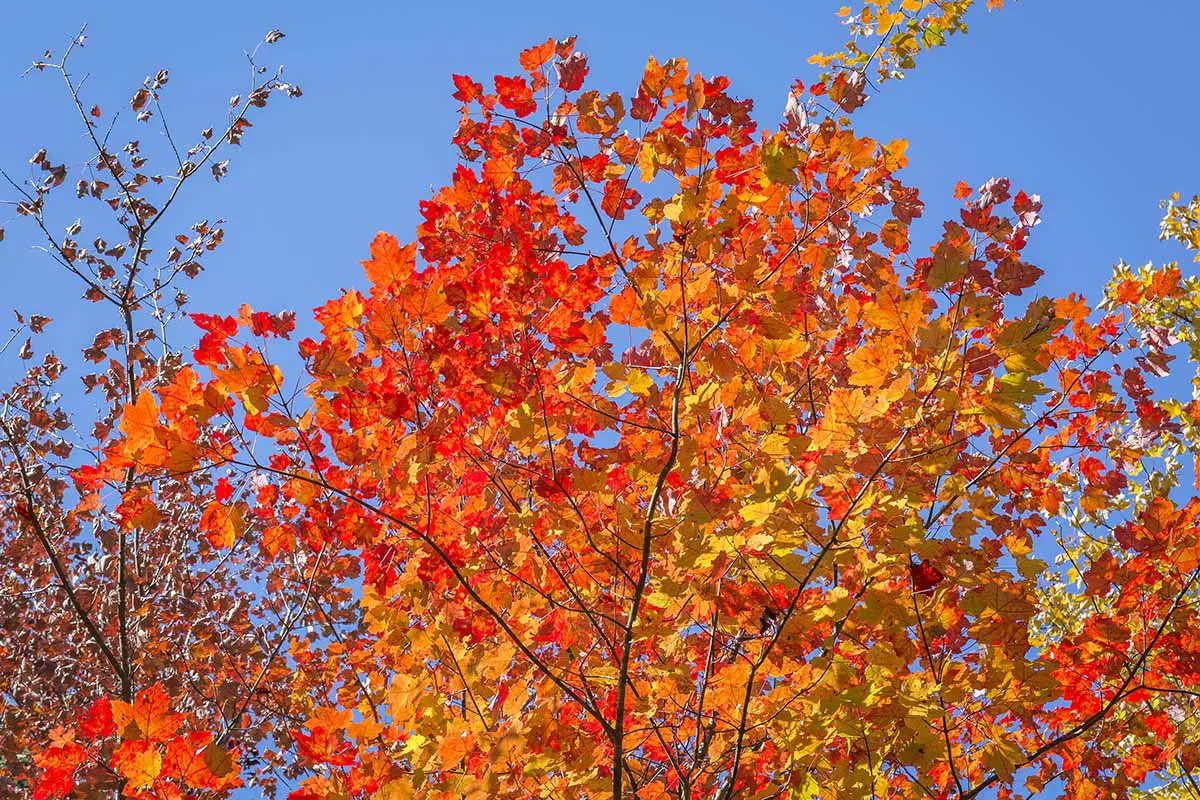 Una imagen horizontal de cerca del follaje rojo brillante de Acer saccharum que contrasta con un fondo de cielo azul.