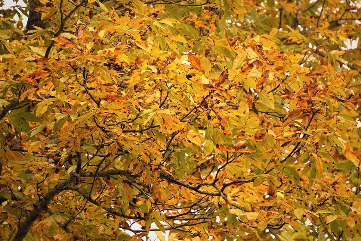 Una imagen horizontal de cerca del follaje de otoño de un árbol de nogal.