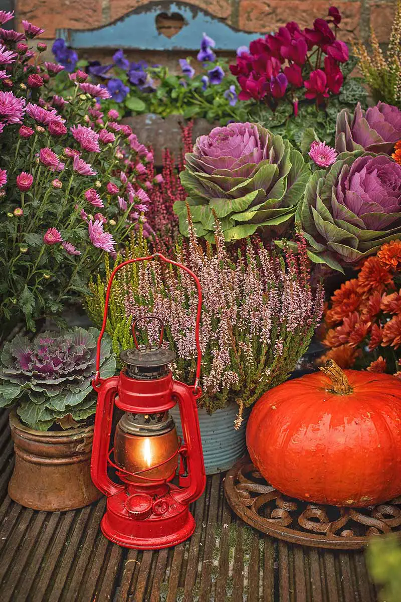 Una colección de plantas de diferentes colores, coles ornamentales en morado y verde, una calabaza roja brillante, algunas flores rojas, rosadas y moradas, todo dispuesto para crear una colorida escena otoñal.  En primer plano hay una lámpara de parafina roja con una pequeña llama brillante.