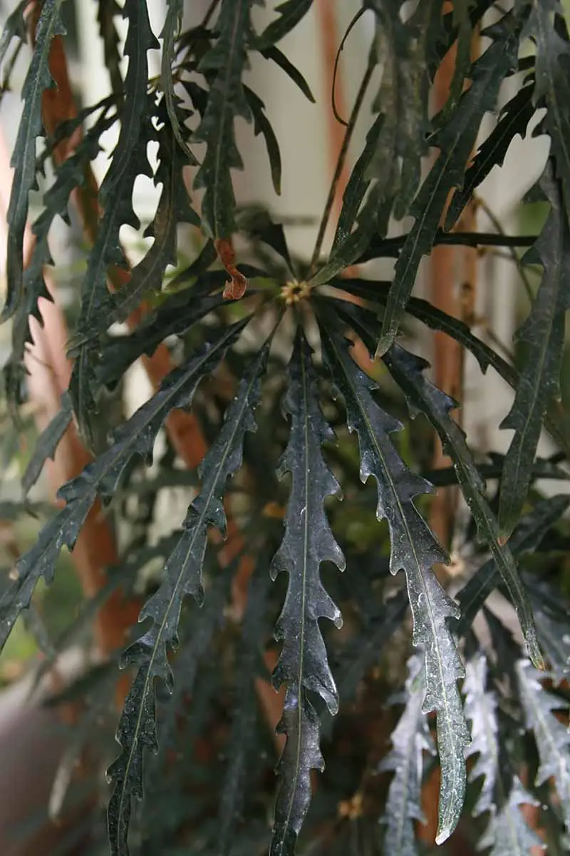 Una imagen vertical de cerca de una planta de interior de aralia falsa (Plerandra elegantissima).