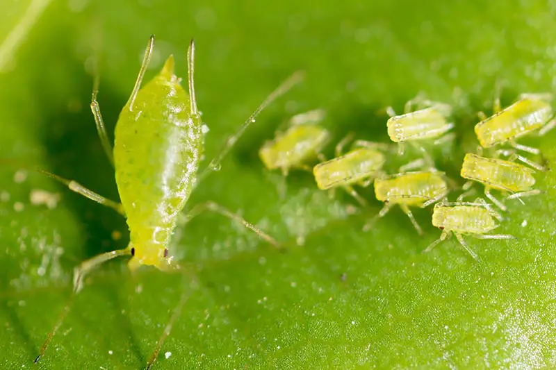 Una imagen horizontal de cerca de una familia de áfidos chupadores de savia que se alimentan de la hoja de una planta.