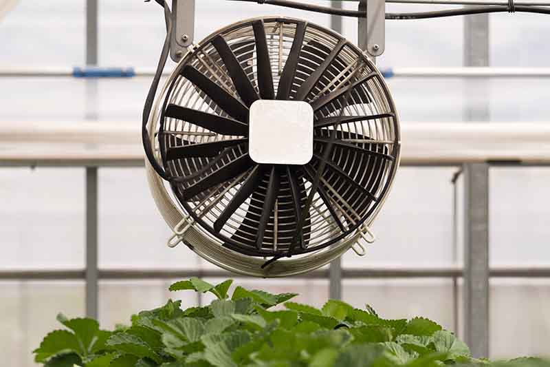 Un primer plano de un ventilador instalado sobre los cultivos en un invernadero para proporcionar flujo de aire, el fondo son ventanas con un enfoque suave.