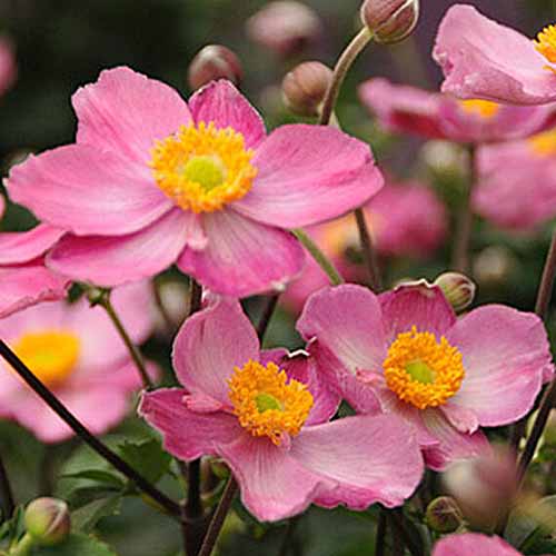 Una imagen cuadrada de primer plano de flores de anémona rosa 'Cenicienta' que crecen en el jardín representadas en un fondo de enfoque suave.