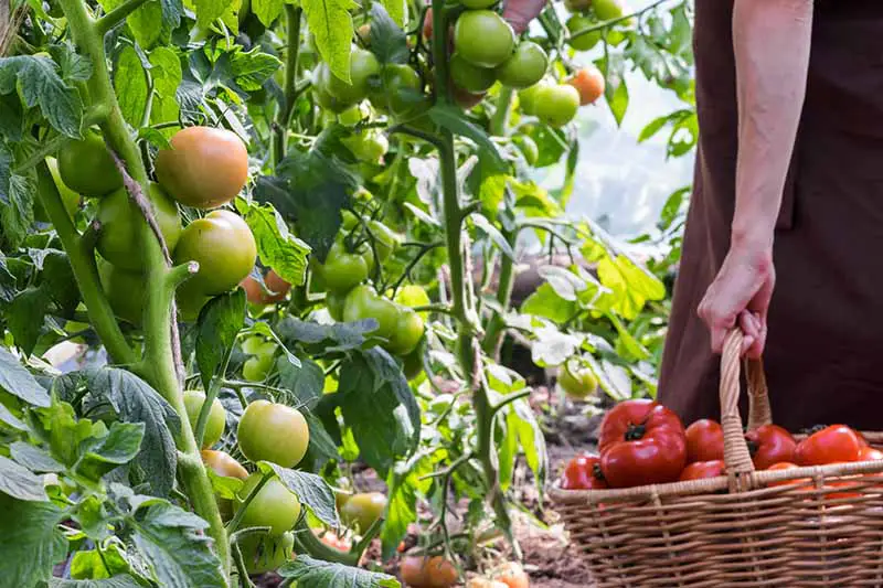 Un primer plano de un agricultor sosteniendo una cesta de mimbre y cosechando frutos rojos frescos de las vides en el jardín.