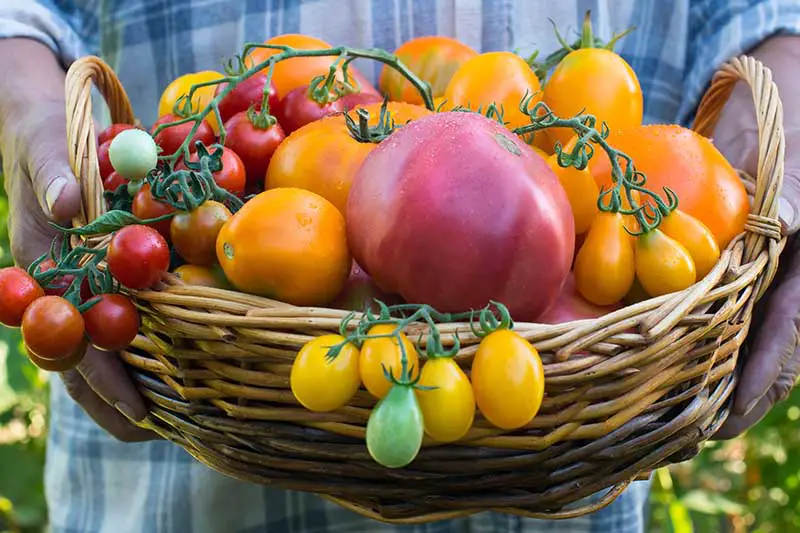 Un agricultor sosteniendo una canasta grande llena de tomates reliquia en una variedad de formas, colores y tamaños.