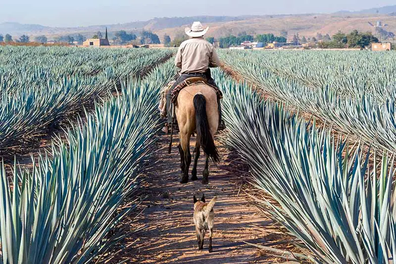 Una imagen horizontal de un granjero montando un caballo de piel de ante a través de hileras de plantaciones de agave con un perro detrás.