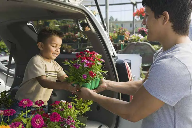 Una imagen horizontal de primer plano de un hombre pasando plantas de vivero a un niño en la parte trasera de un automóvil.