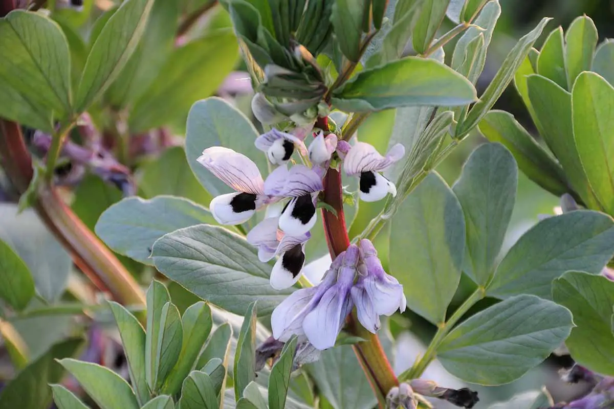 Una imagen horizontal de cerca de las flores de una planta fava que crece en el jardín.