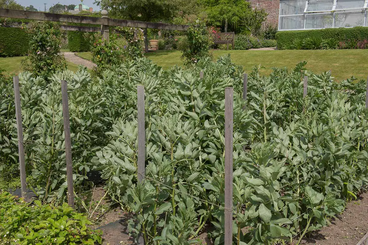 Una imagen horizontal de primer plano de hileras de plantas fava que crecen en el patio trasero.