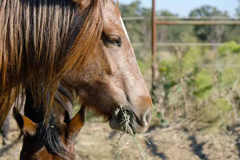 Una imagen horizontal de primer plano de un caballo en un potrero comiendo alfalfa.