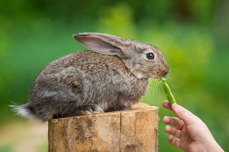 Una imagen horizontal de primer plano de una mano desde la parte inferior del marco sosteniendo una vaina de guisantes y dándosela de comer a un conejo representado en un fondo de enfoque suave.