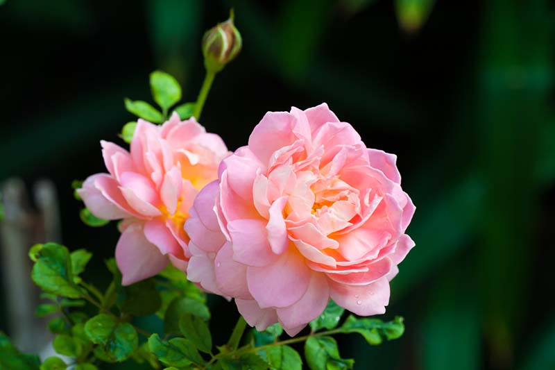 Una imagen horizontal de primer plano de flores rosas 'Felicia' representadas en un fondo oscuro.