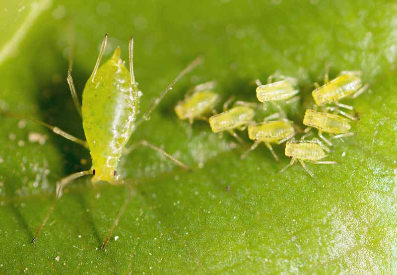 Un pulgón verde hembra con larvas jóvenes en una hoja verde.