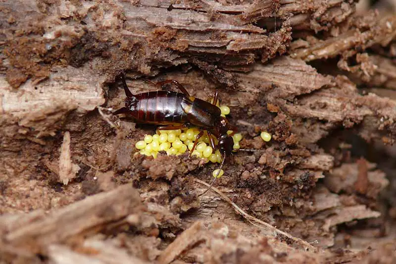 Una imagen horizontal de cerca de una tijereta hembra que protege sus huevos en un trozo de madera podrida.
