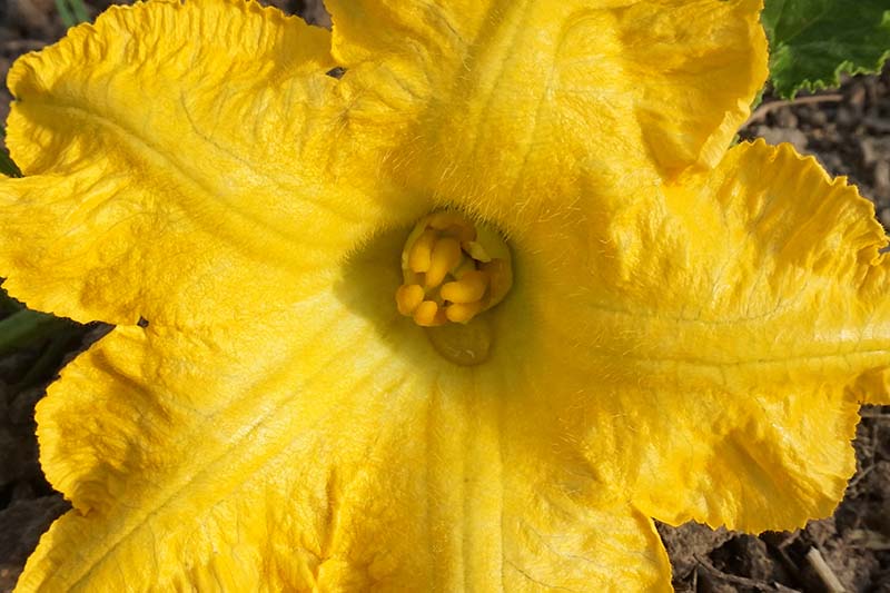 Un primer plano del interior de una flor de calabaza de color amarillo brillante, que muestra claramente los pistilos u órganos reproductivos que necesitan ser polinizados para producir frutos.