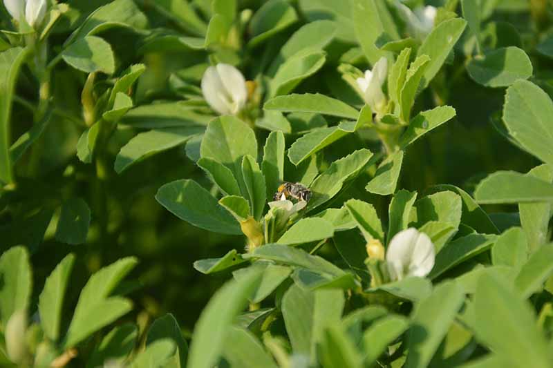 Un primer plano de una abeja en una planta de alholva.  El exuberante follaje verde contrasta con las diminutas flores blancas a punto de florecer, bajo la brillante luz del sol.