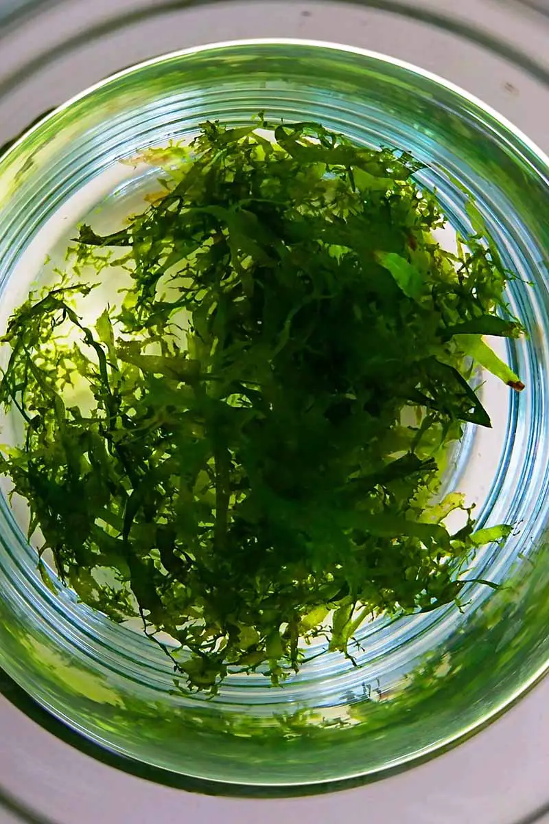 Una imagen vertical de un vaso de agua con algo verde viscoso en el fondo: un gametofito, aparentemente.