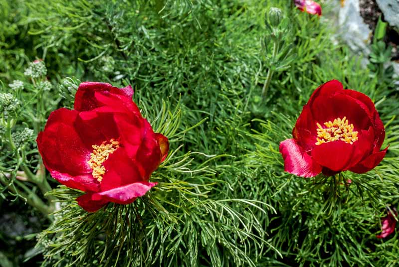 Cierre la imagen horizontal de dos peonías de hoja de helecho rojo que crecen en el jardín en la foto sobre un fondo de enfoque suave.