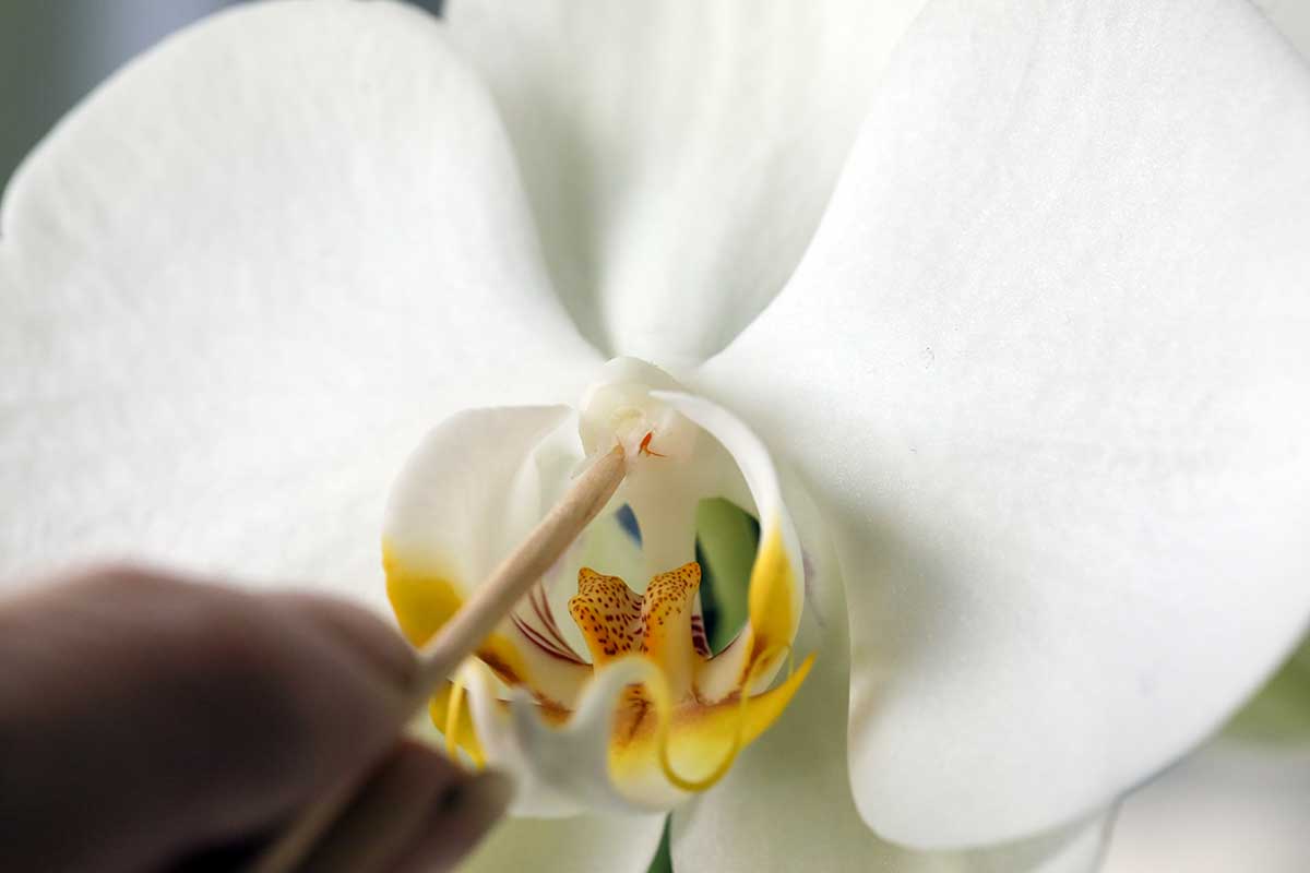 Una imagen horizontal de primer plano de un jardinero usando un palo de madera para fertilizar el estigma de una flor de orquídea.